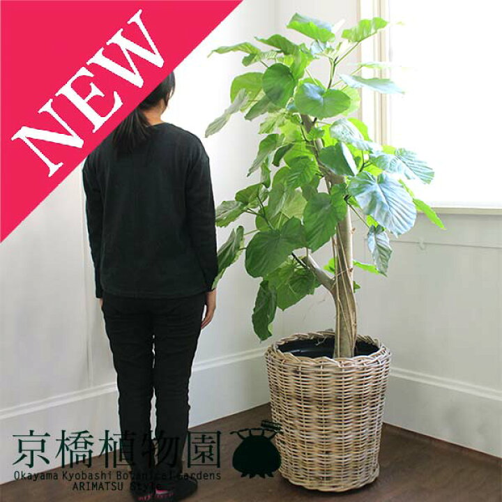 楽天市場 マラソンクーポン有 スターターセット付 フィカス ウンベラータ 10号 ラタン製鉢カバー付き 観葉植物 インテリア おしゃれ ナチュラル 鉢植え 贈り物 楽天 通販 ラージサイズ 大型 ゴムの木 サスティー Sustee リーフクリン Ibのチカラ 花の
