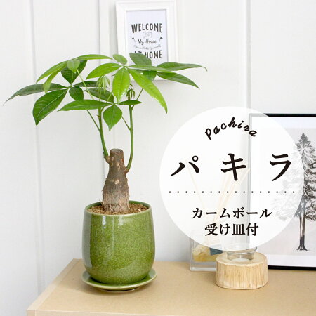 【選べる鉢カラー】パキラ【陶器鉢】【受け皿付き】【カームボール】【インテリアおしゃれ人気楽天通販ギフトプレゼント】