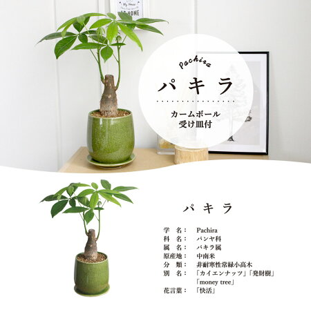 【選べる鉢カラー】パキラ【陶器鉢】【受け皿付き】【カームボール】【インテリアおしゃれ人気楽天通販ギフトプレゼント】