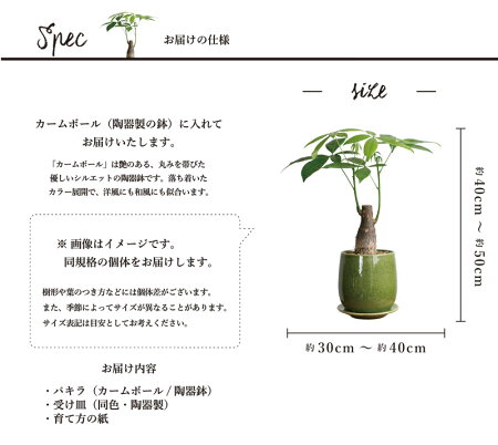 【選べる鉢カラー】パキラ【陶器鉢】【受け皿付き】【カームボール】【インテリアおしゃれ人気楽天通販ギフトプレゼント】