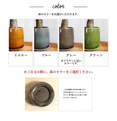 【選べる鉢カラー】パキラ【陶器鉢】【受け皿付き】【カームボール】【インテリアおしゃれ人気楽天通販ギフトプレゼント】