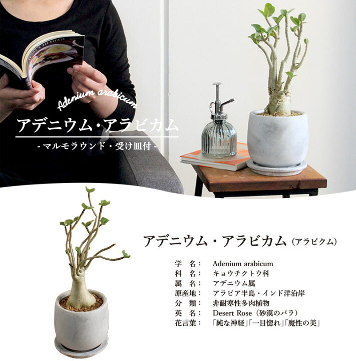アデニウム アラビクム アラビカム 3 5号 コーデックス 以上節約