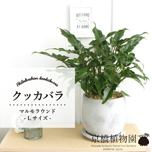 y25P5{IzyubNtCf[N[|LIzy}EhLTCYzNbJoy󂯎Mtzyȃ^zyAWAz