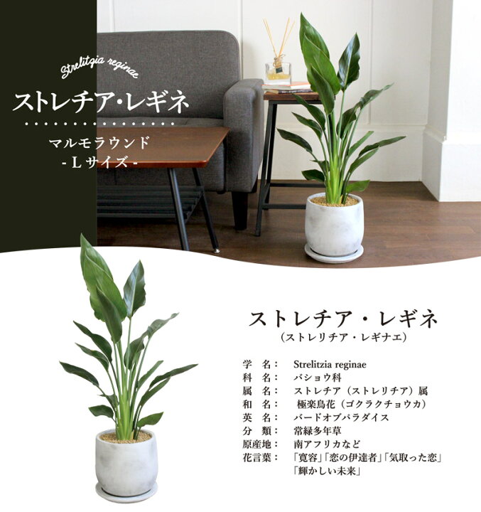 楽天市場 マルモラウンドlサイズ ストレチア レギネ ストレリチア レギナエ 受け皿付き おしゃれなモルタル製鉢 花のアリマツ楽天市場支店
