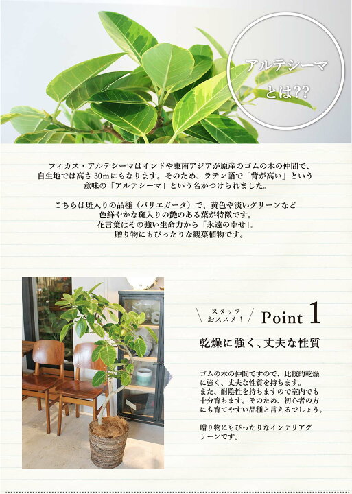 楽天市場 Ssクーポン有 フィカス アルテシーマ 曲がり 8号 バスケット鉢カバー付き 花のアリマツ楽天市場支店 楽天市場 Ssクーポン有 フィカス アルテシーマ 曲がり 8号 バスケット鉢カバー付き 花のアリマツ楽天市場支店