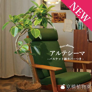 y1P7{IztBJXEAeV[}@Ȃ@8yoXPbgJo[tzySmL/SmLzy~hTCYz