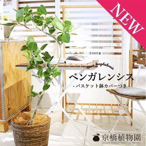 tBJXExKVX@Ȃ@8yoXPbgJo[tzySmL/SmLzy~hTCYz