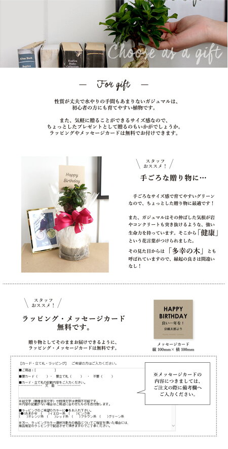 【選べる鉢カラー】ガジュマル【陶器鉢/VIFFPOT】【受け皿付き】【おしゃれなツートンカラー】【インテリアおしゃれ人気楽天通販ギフトプレゼント】