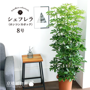 y25P5{IzyubNtCf[N[|LIzzRJ|bN@8yVFtzyhtJmLzy~hTCYz