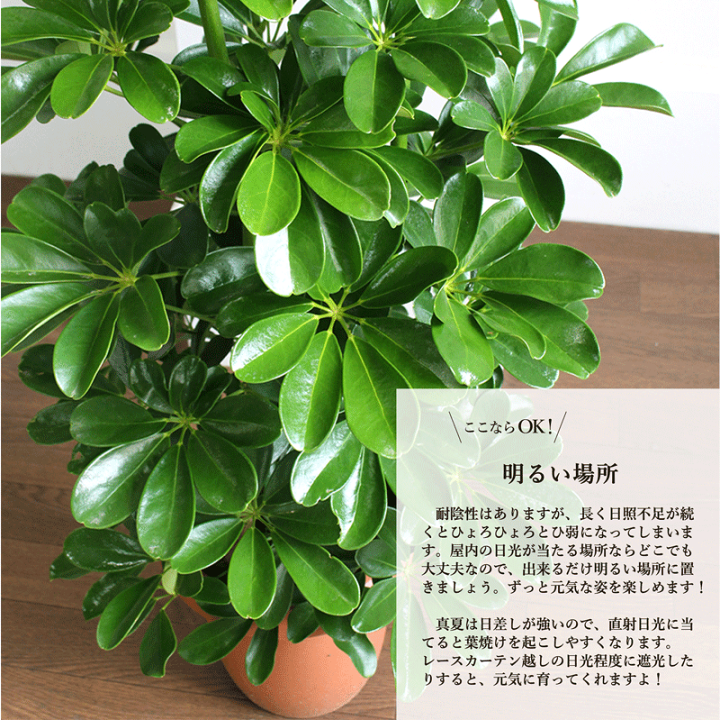 シェフレラホンコン 8号 | puregreen