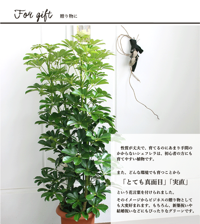 楽天市場】【クーポン発行中！】ホンコンカポック 8号【シェフレラ