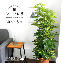 楽天市場】ホンコン カポック 8号の通販