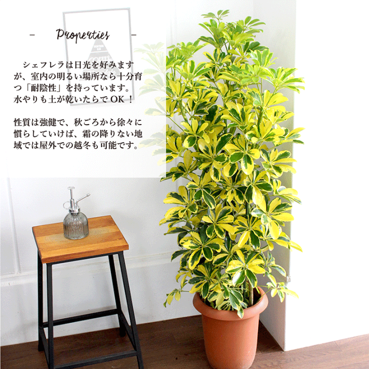 楽天市場】【30日はP5倍!】【1日はP7倍!】ホンコンカポック'ハッピー