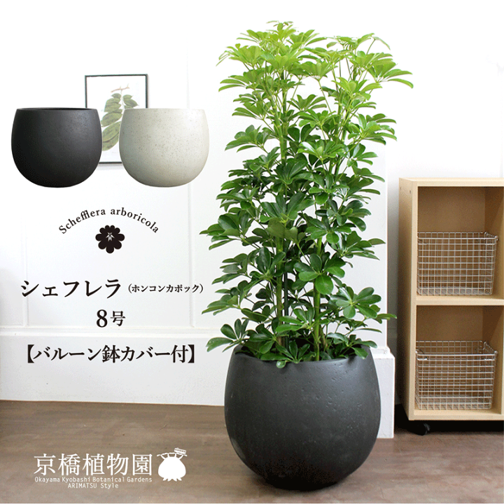 楽天市場】【選べるバルーン鉢カバー付き】ホンコンカポック 8号