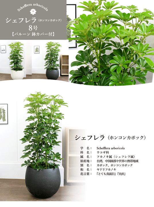 楽天市場】【選べるバルーン鉢カバー付き】ホンコンカポック 8号