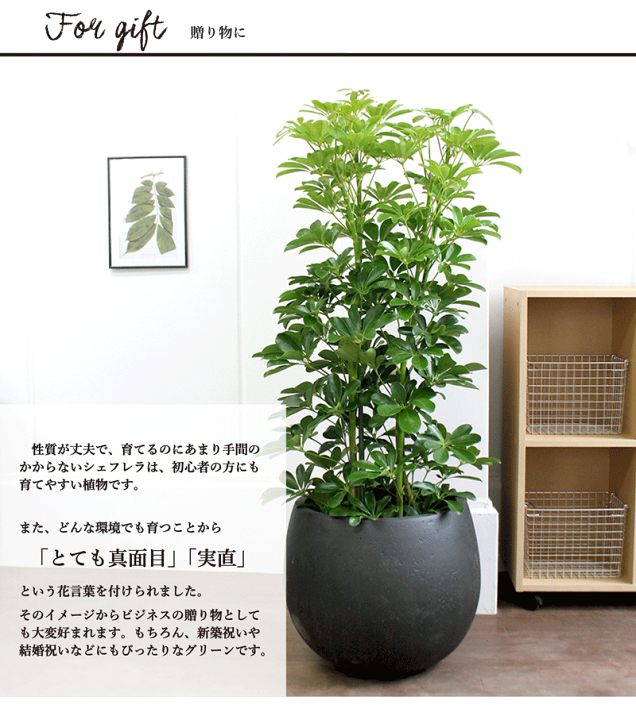 楽天市場】【SSクーポンあり】【選べるバルーン鉢カバー付き】ホンコン