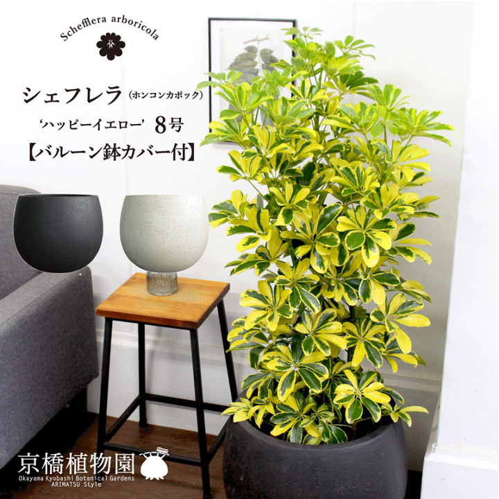 Amazon｜シェフレラ ハッピーイエロー 8号 （ホンコンカポック