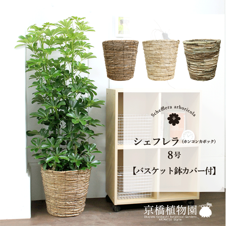 シェフレラ　ホンコンカポック　朴仕立て　2株入高さ約100cm(現物)お買い得品 楽天市場】シェフレラ ホンコンカポック 8号鉢サイズ 白色 セラアート