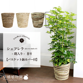 【選べるバスケット鉢カバー付き】★斑入り★ホンコンカポック8号【シェフレラ】【ヤドリフカノキ】【ミドルサイズ】