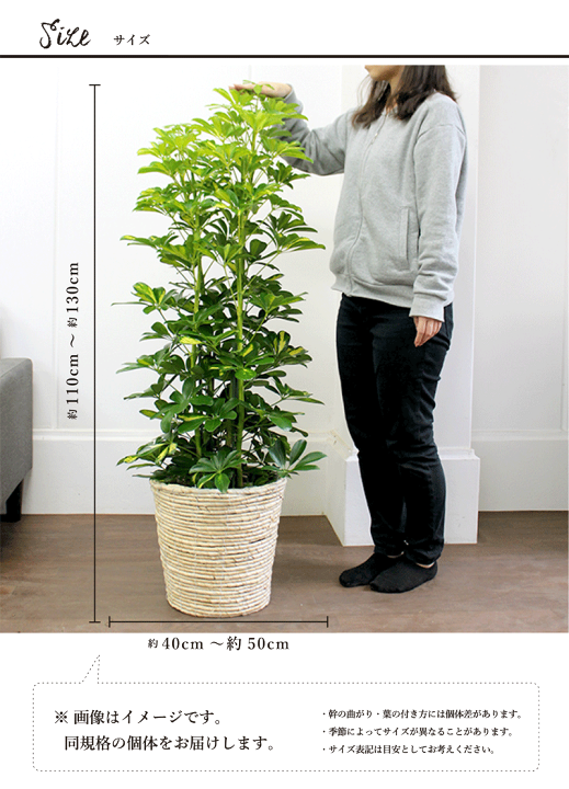 斑入り カポック シェフレラ 陶器鉢付き 観葉植物 お祝い 御祝い 現品 おしゃれ 室内 育てやすい 種類 曲がり インテリア おすすめ Shopurbanemporium Com