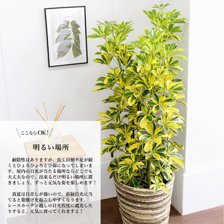 花のアリマツ支