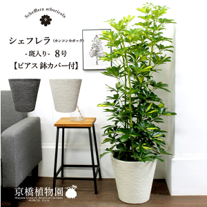 y25P5{IzyubNtCf[N[|LIzyIׂrAXJo[tz聚zRJ|bN8yVFtzyhtJmLzy~hTCYz