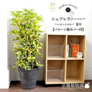観葉植物 シェフレラ 8号 観葉植物の人気商品 通販 価格比較 価格 Com