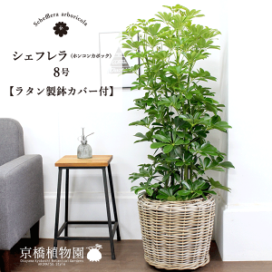 y25P5{IzyubNtCf[N[|LIzy^Jo[tzzRJ|bN@8yVFtzyhtJmLzy~hTCYz