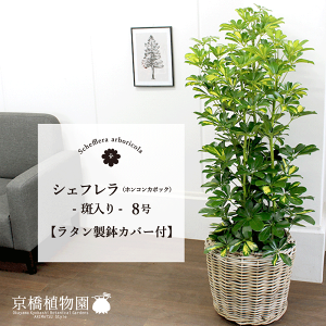 y25P5{IzyubNtCf[N[|LIzy^Jo[tz聚zRJ|bN@8yVFtzyhtJmLzy~hTCYz