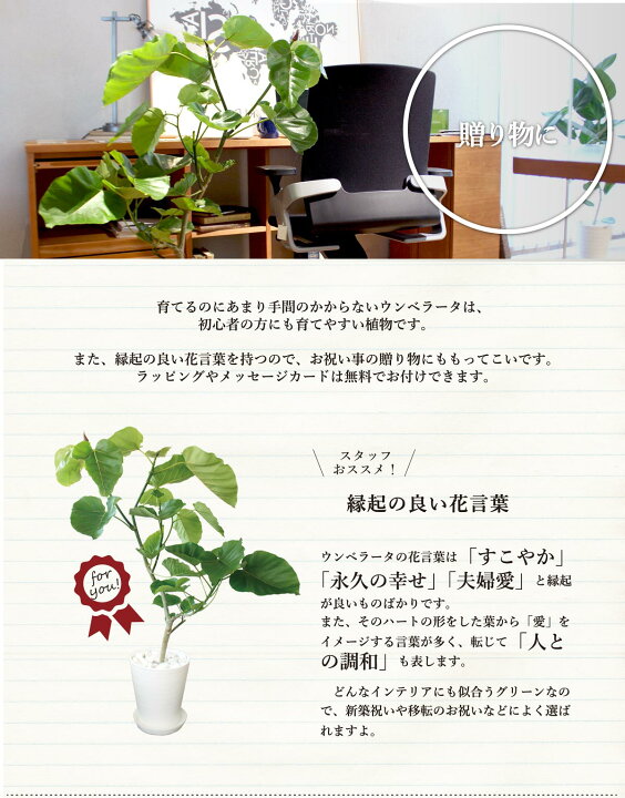楽天市場 ハートリーフ 幹がわかれた幅広タイプ フィカス ウンベラータ 8号 セラアート鉢 受け皿付き 花のアリマツ楽天市場支店