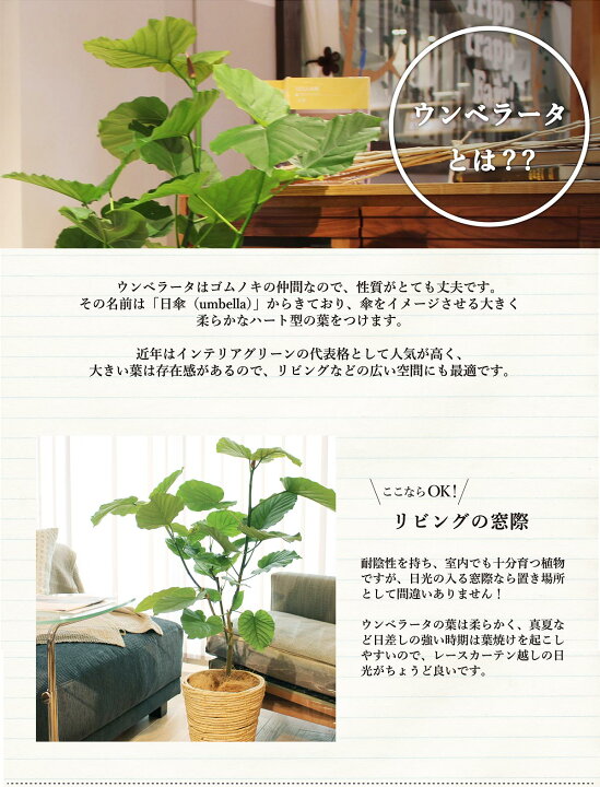 楽天市場 ハートリーフ ウンベラータ7号 選べるバスケット鉢カバー付き 花のアリマツ楽天市場支店