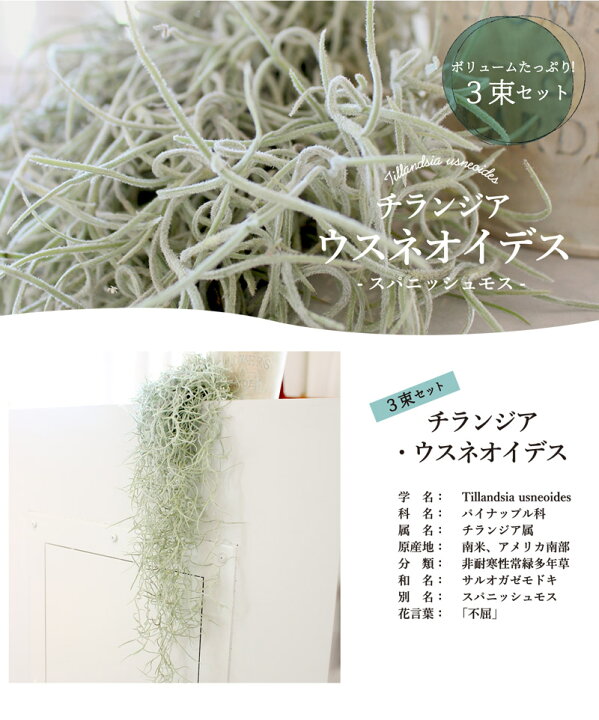 楽天市場 30日はp5倍 エアプランツ チランジア ウスネオイデス スパニッシュモス 3束セット ボリュームたっぷり インテリア おしゃれ 人気 楽天 通販 ギフト プレゼント 花のアリマツ楽天市場支店 楽天市場 30日はp5倍 エアプランツ チランジア ウスネオイデス スパニッシュモス 3束セット ボリュームたっぷり インテリア おしゃれ 人気 楽天 通販 ギフト プレゼント 花のアリマツ楽天市場支店