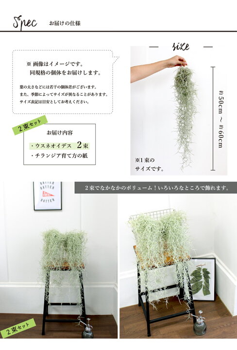 新版 チランジア ウスネオイデス スパニッシュモス 超ロング ボリューム満点 Fucoa Cl 新版 チランジア ウスネオイデス スパニッシュモス 超ロング ボリューム満点 Fucoa Cl