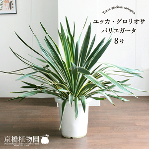 ユッカ　グロリオサ　バリエガータ　幹太❗　8号鉢つき　2株セット❗ 園芸ネット本店｜ユッカ：グロリオサ バリエガータ 8号鉢植え の通販