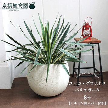 楽天市場】【ドライガーデン・ロックガーデンに】ユッカ