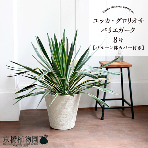 ユッカ　グロリオサ　バリエガータ　8号鉢つき　幹太❗ ユッカ グロリオサ バリエガータ 幹太❗ 8号鉢つき - メルカリ