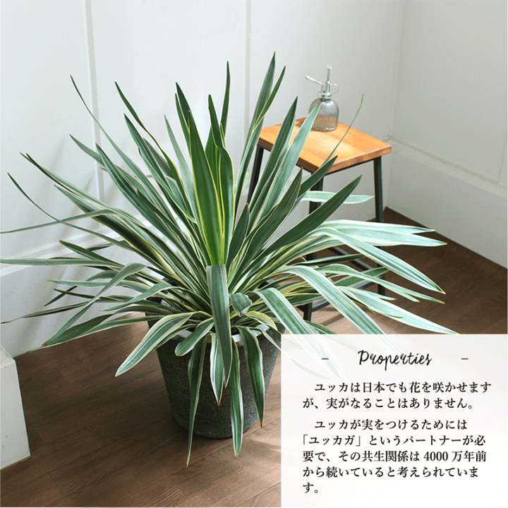 楽天市場】【30日はP5倍！】【ビアス鉢カバー付き】ユッカ・グロリオサ