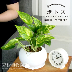 y1P7{zyVvz|gXy󂯎Mtzyȓ픫zyCeA  lC yV ʔ Mtg v[gz