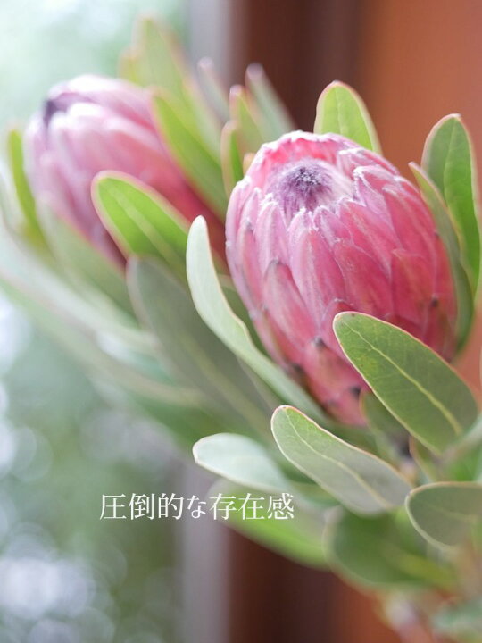 楽天市場 フローリストマイスターが作る プロテア ワイルドフラワー 花 ギフト プレゼント 送料無料 誕生日 御祝 結婚記念日 かわいい大人っぽい おしゃれ モダン ヨーロピアンアレンジ 花匠美ブランド 父の日 誕生日 開店祝い お悔やみ 花匠美 楽天市場 フローリストマイスターが作る プロテア ワイルドフラワー 花 ギフト プレゼント 送料無料 誕生日 御祝 結婚記念日 かわいい大人っぽい おしゃれ モダン ヨーロピアンアレンジ 花匠美ブランド 父の日 誕生日 開店祝い お悔やみ 花匠美