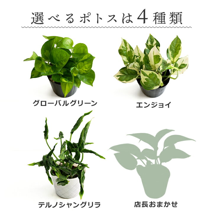 ポトスアンスリウム 2鉢セット 観葉植物 代引可 観葉植物
