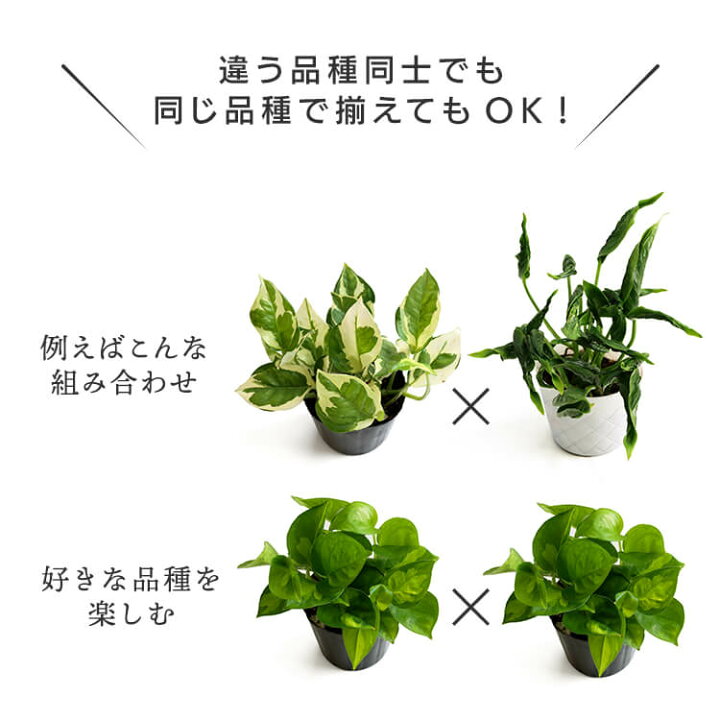 楽天市場 選べる2株セット ポトス グローバルグリーン エンジョイ テルノシャングリラ おまかせ 3号 3寸 cm 2株セット 2個セット Pothos 観葉植物 育てやすい 育て方ガイド付き Hanatsumugi Green
