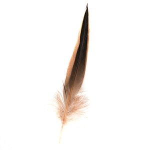 鴨 黒サキ 5枚 5-12cm 装飾用の羽根 【手芸 フェザー アクセサリー パーツ 羽 アクセサリ しゅげい】【メール便】