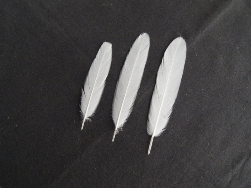 楽天市場】白鳥ヤリ 白 装飾用の羽根 長さ8cm-12cm 【白い羽根