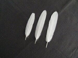   p̉H 8cm-12cm 10{yH ANZT[ p[c H tFU[ lbNX | ANZT Feather Ntgzy[ցz
