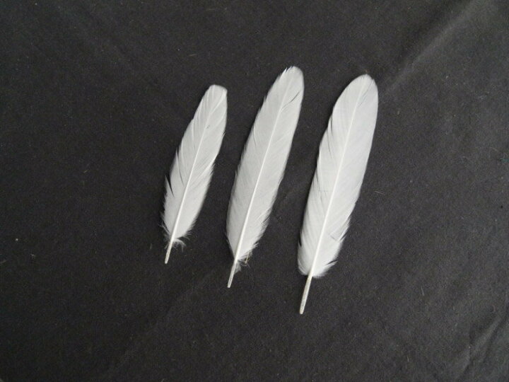 楽天市場 白鳥ヤリ 白 装飾用の羽根 長さ8cm 12cm 白い羽根 アクセサリー パーツ 羽 フェザー ネックレス 手芸 アクセサリ Feather クラフト 羽根の専門店