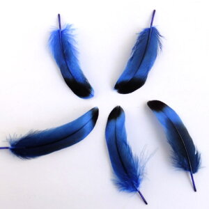 ڋʁij15{@4|6cm@p̉H yANZT[ tFU[ p[c H | ANZT グzy[ցz