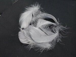 H RL[ CgO[ H  r[Y Vg̉H fBXvC GWFV[ ANZT[ wbhhX ŏォ~炷̂ɍœK