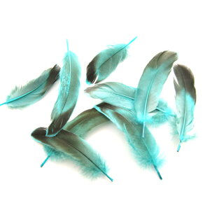 ڋ iu[j15{@4|6cm p̉H yANZT[ tFU[ p[c H | ANZT グzy[ցz