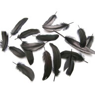 鴨目玉 （黒）15本　4－6cm　装飾用の羽根 【アクセサリー フェザー パーツ 羽 手芸 アクセサリ しゅげい…