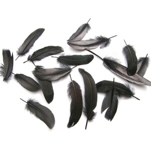 ڋ ij15{@4|6cm@p̉H yANZT[ tFU[ p[c H | ANZT グzy[ցz